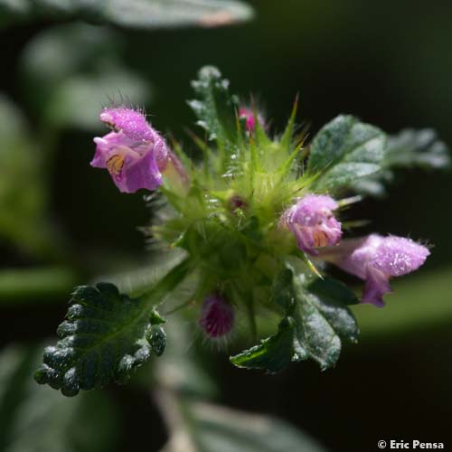 Galéopsis tétrahit - Galeopsis tetrahit