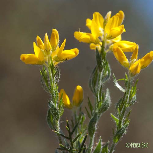 Genêt d'Espagne - Genista hispanica subsp. hispanica