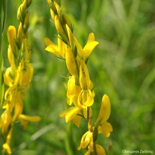 Genêt des teinturiers - Genista tinctoria