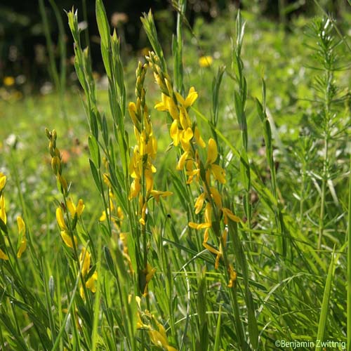 Genêt des teinturiers - Genista tinctoria