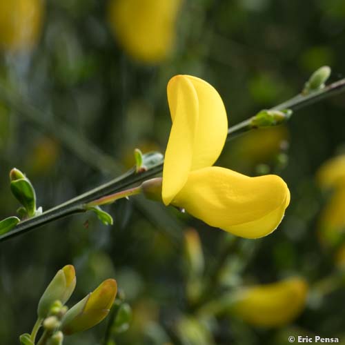 Genêt maritime - Cytisus scoparius subsp. maritimus