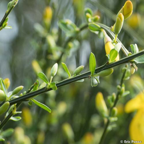 Genêt maritime - Cytisus scoparius subsp. maritimus