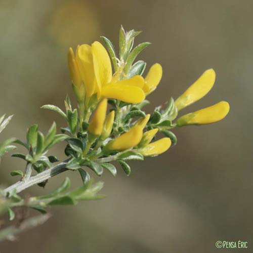 Genêt Scorpion - Genista scorpius