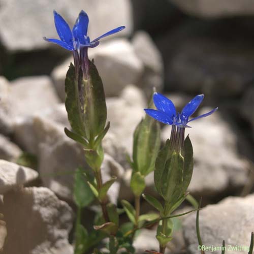 Gentiane à calice renflé - Gentiana utriculosa