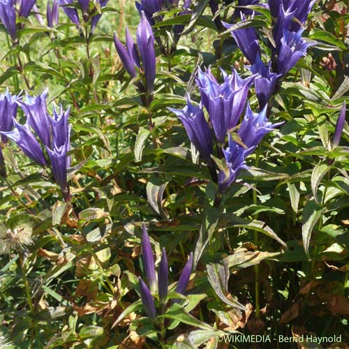 Gentiane à feuilles d'Asclépiade - Gentiana asclepiadea