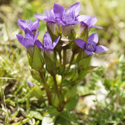 Gentiane champêtre - Gentianella campestris