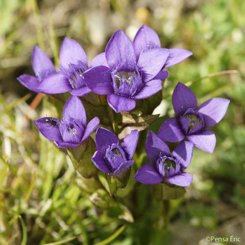 Gentiane champêtre - Gentianella campestris