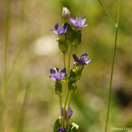 Gentiane champêtre - Gentianella campestris