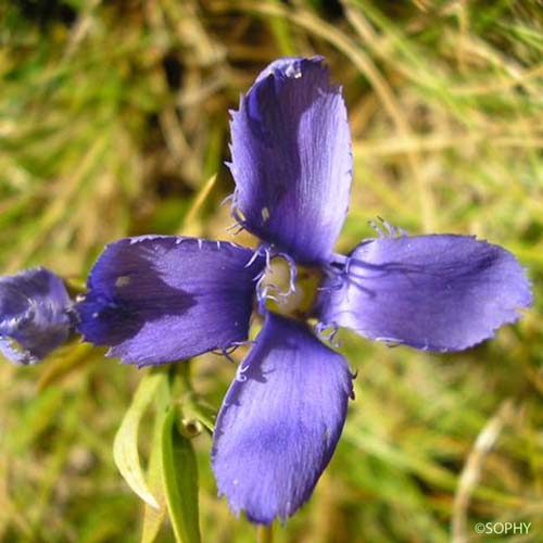 Gentiane ciliée - Gentianopsis ciliata