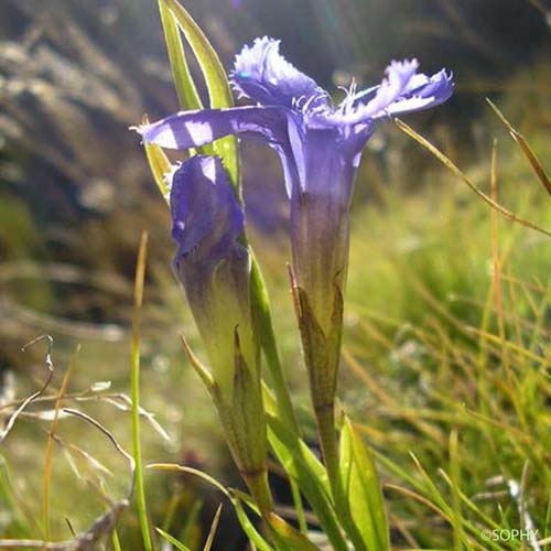 Gentiane ciliée - Gentianopsis ciliata