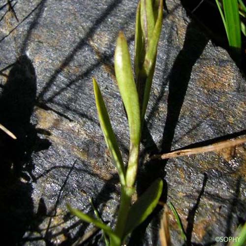 Gentiane ciliée - Gentianopsis ciliata