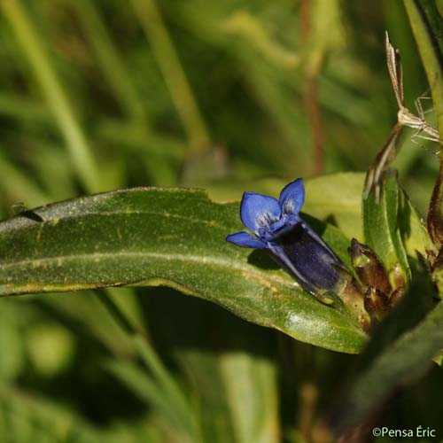 Gentiane croisette - Gentiana cruciata