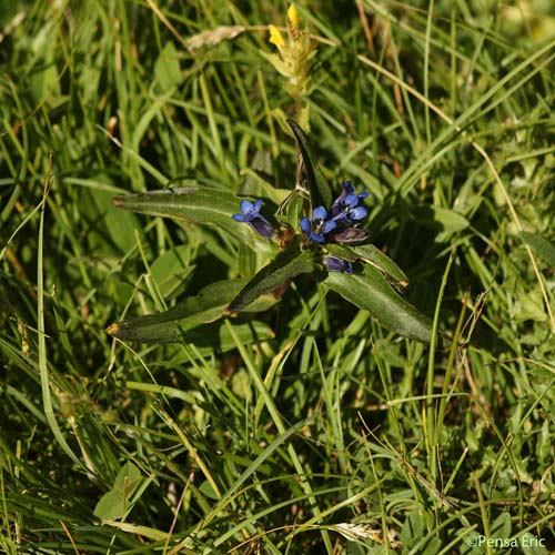 Gentiane croisette - Gentiana cruciata