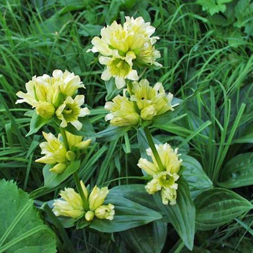 Gentiane de Burser - Gentiana burseri subsp. actinocalyx