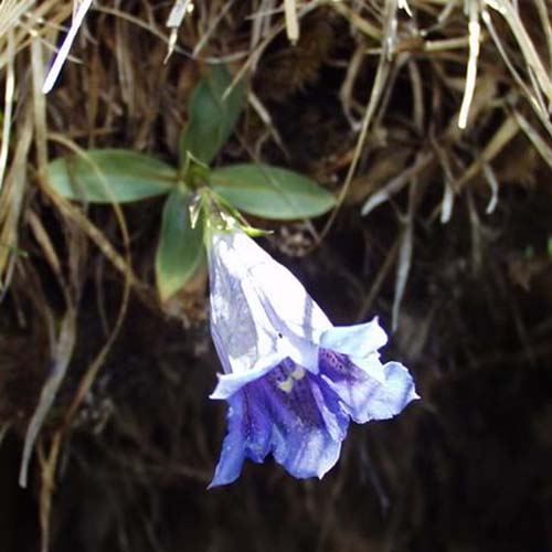 Gentiane de Clusius - Gentiana clusii