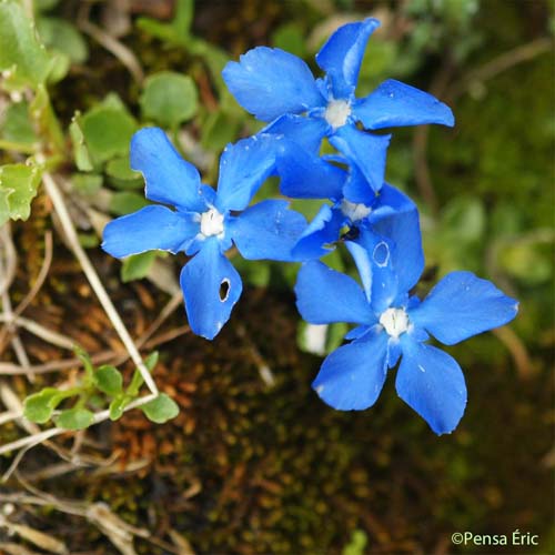 Gentiane de Rostan - Gentiana rostanii