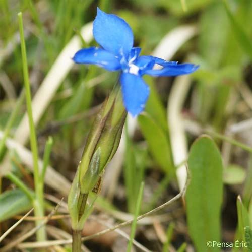 Gentiane de Rostan - Gentiana rostanii