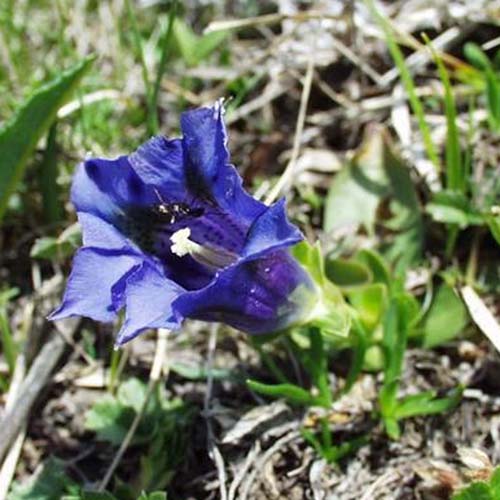 Gentiane des Alpes - Gentiana alpina