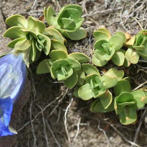 Gentiane des Alpes - Gentiana alpina