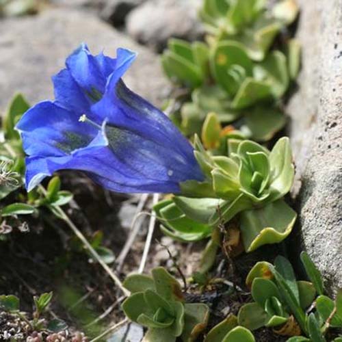 Gentiane des Alpes - Gentiana alpina