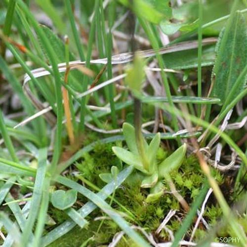 Gentiane des neiges - Gentiana nivalis