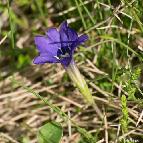 Gentiane des Pyrénées - Gentiana pyrenaica