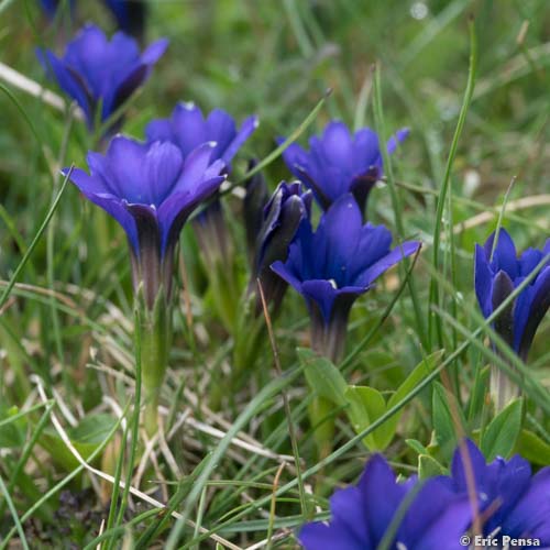 Gentiane des Pyrénées - Gentiana pyrenaica