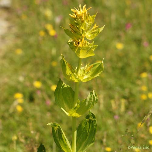 Gentiane jaune - Gentiana lutea subsp. lutea