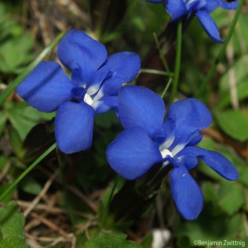 Gentiane printanière - Gentiana verna