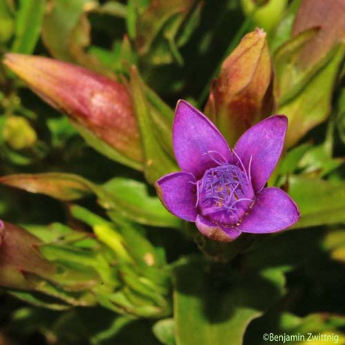 Gentianelle d'Allemagne - Gentianella germanica