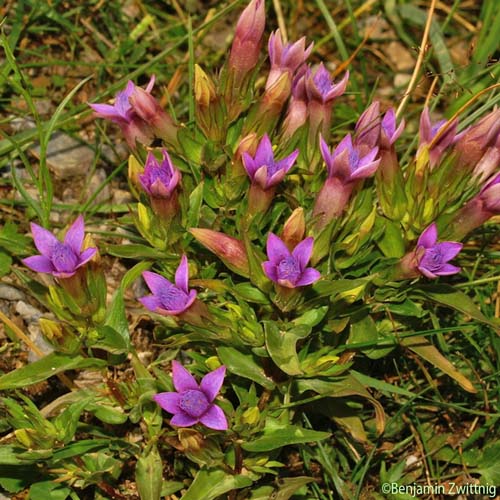 Gentianelle d'Allemagne - Gentianella germanica