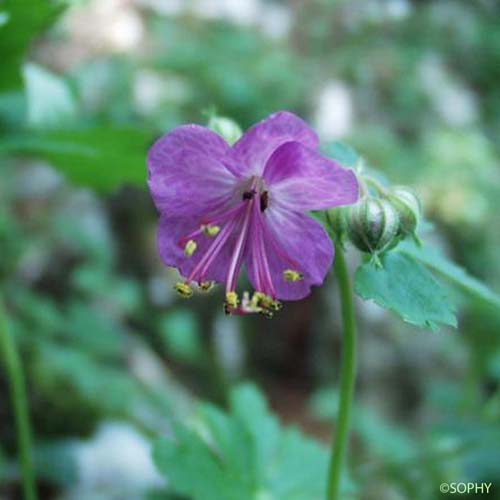 Géranium à gros rhizome - Geranium macrorrhizum