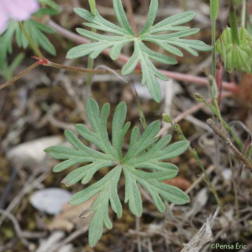 Géranium colombin - Geranium columbinum