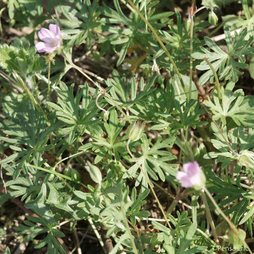 Géranium colombin - Geranium columbinum