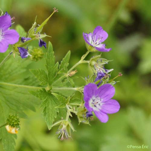 Géranium des bois - Geranium sylvaticum