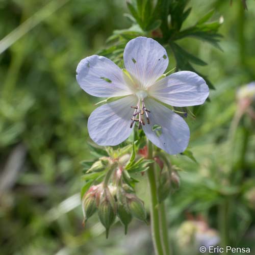 Géranium des prés - Geranium pratense