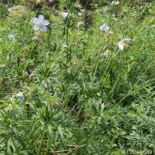 Géranium des prés - Geranium pratense