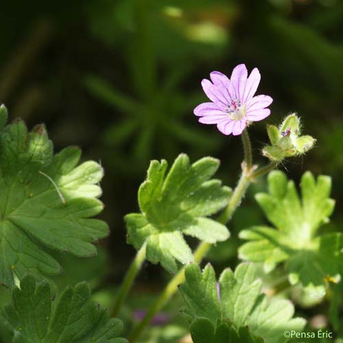 Géranium des Pyrénées - Geranium pyrenaicum subsp. pyrenaicum