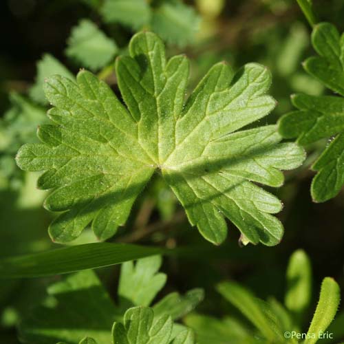 Géranium des Pyrénées - Geranium pyrenaicum subsp. pyrenaicum