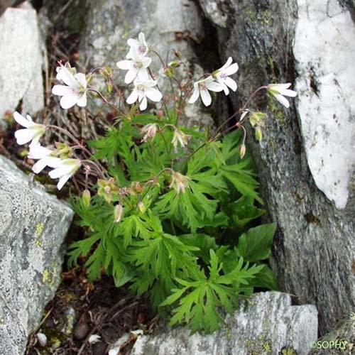 Géranium des ruisseaux - Geranium rivulare