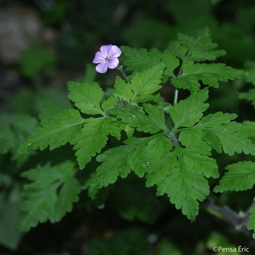 Géranium Herbe à Robert - Geranium robertianum