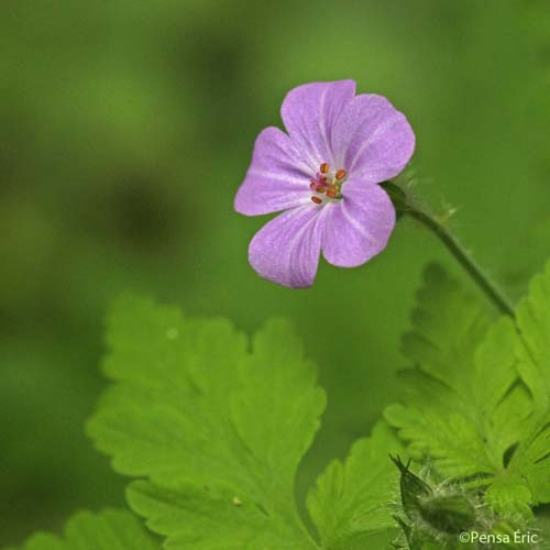 Géranium Herbe à Robert - Geranium robertianum