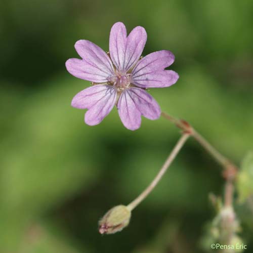 Géranium mou - Geranium molle