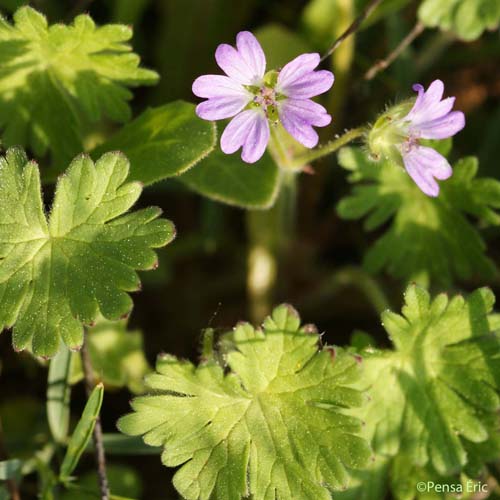 Géranium mou - Geranium molle