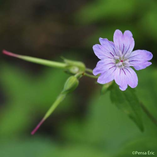 Géranium noueux - Geranium nodosum