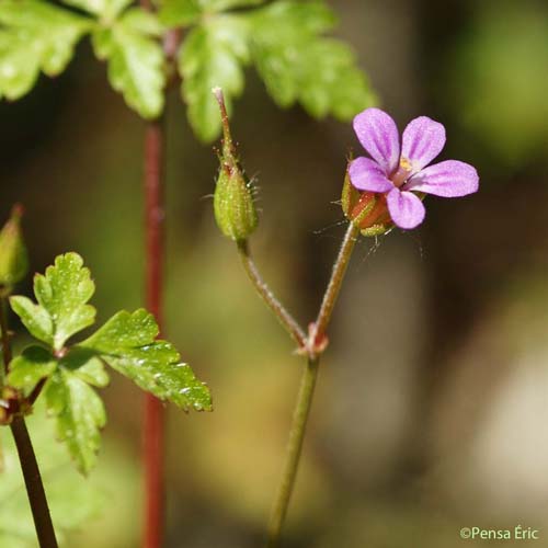 Géranium pourpre - Geranium purpureum