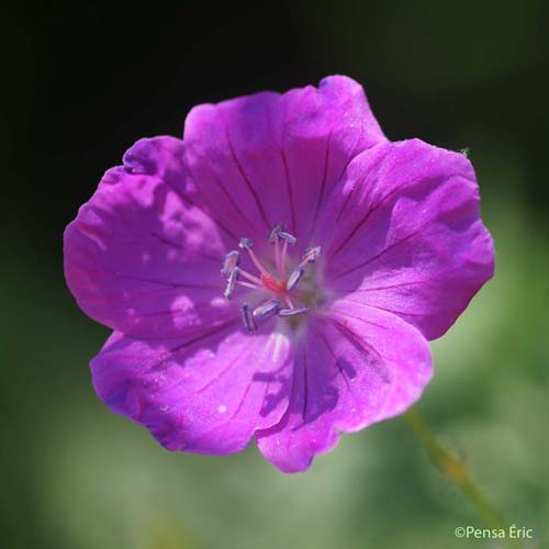 Géranium sanguin - Geranium sanguineum