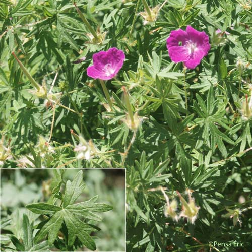 Géranium sanguin - Geranium sanguineum