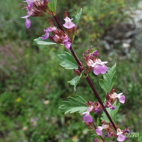 Germandrée brillante - Teucrium lucidum