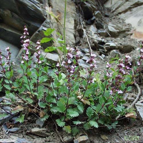 Germandrée brillante - Teucrium lucidum